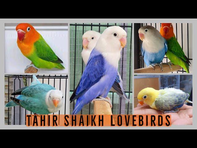 Tahir Shaikh Lovebirds | breeding setup | Discussion on commercial aspect | By Wajahat Munawar