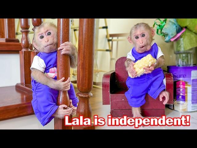 Lala obediently takes care of herself when Thuy is busy!
