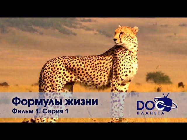 Формулы жизни - Часть 1.Уравнение, которое съел гепард. Серия 1 -Документальный фильм