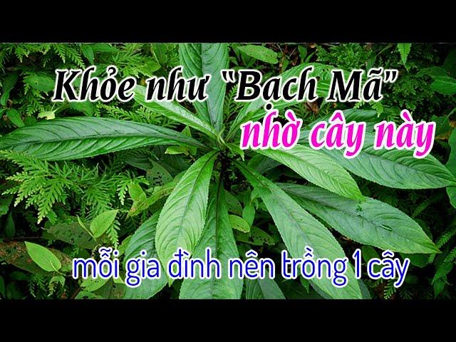 Xương Sông và món ăn giúp người ngủ củ thức, mỗi nhà nên trồng 1 cây các bác nhé