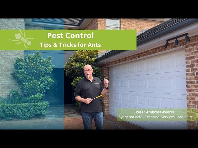 Ants Control – Top Tips & Tricks