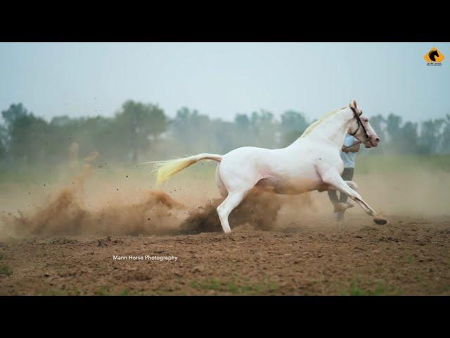 Nukra Horse I Stallion White Gold I Mann Horse Photography