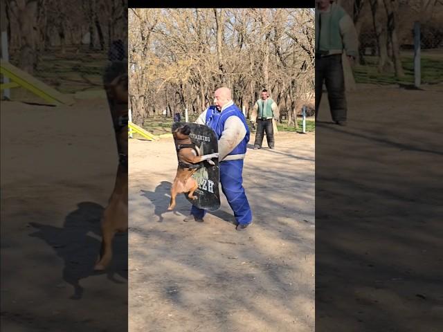 ‼️Hard attack #STRAZHODESSA Pitbull Butch.  Dog training. GUARD. Odessa.  2024.