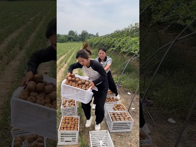 Kiwi fruit harvesting from farmers and cutting skills so fresh #2024 #harvest #fruit #life #kiwi