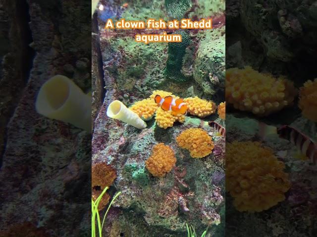 A clown fish on display at the Shedd aquarium #marine #clownfish #sheddaquarium