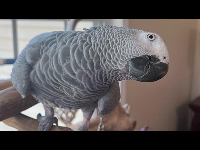 Symon the African Grey Talking Parrot practicing her words today️#africangrey #talkingparrot #pets