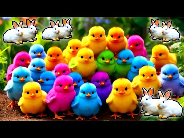 Cute Animals, Rainbow Chicken, Duck, Rabbit, Cow, Fish, Lion, Elephant, Turtle, Dog, Cat, Tiger