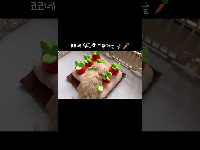 코코네 당근밭 놀러오세요‍