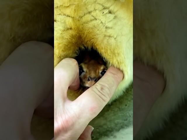 This Baby Was Living Inside The Animal #cute #babyanimals #funny