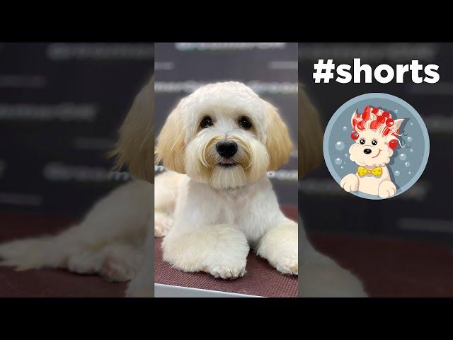Very beautiful maltipoo haircuts - GroomerOK #shorts