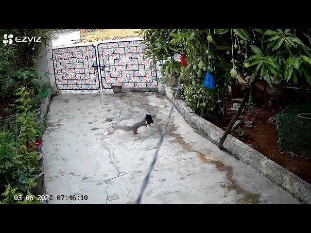 Mongoose attacking our chickens !