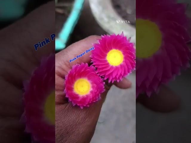 #rhodanthe#sunray#pinkpaperdaisy#reels #shorts #viralvideo #viralshort @SabujBangla