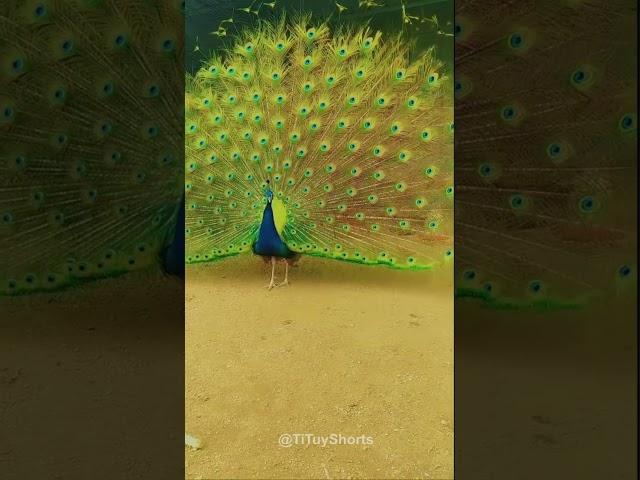 Beautiful peacock #peacock #beauty #birds #viral #shorts