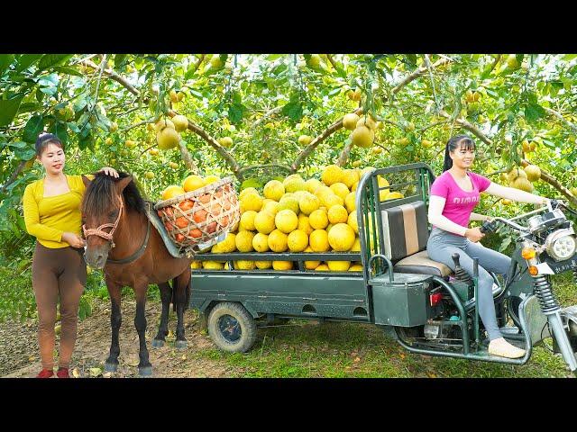 Harvesting a Full 3-Wheeled Truck Of Grapefruit Goes To The Countryside Market Sell - Farm Life