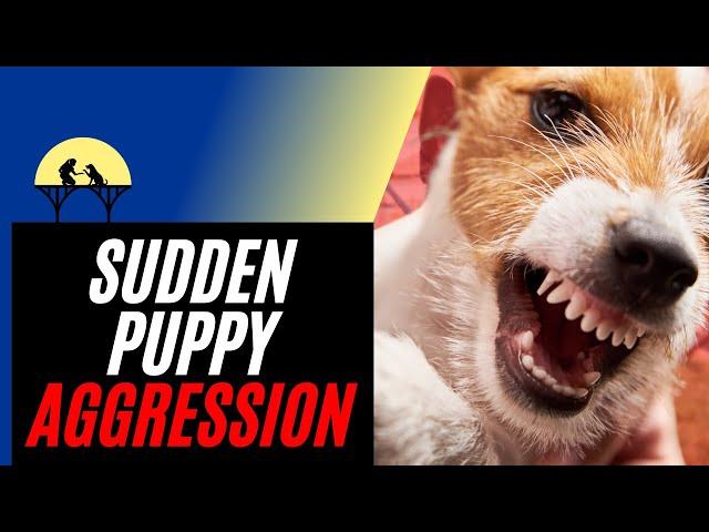 Sudden Puppy Aggression & How to Stop It (tutorial)