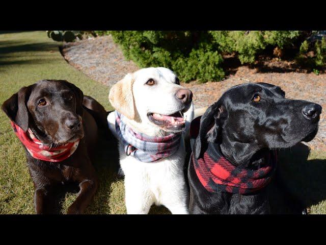 Labmaraner Dog Rainbow!  1 of every color