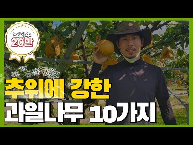 추위에 강한!! 과일나무 10가지 소개 (유실수,내한성)