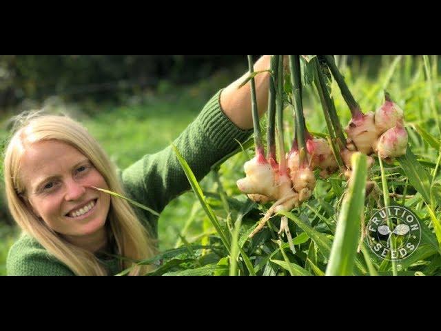 Announcing Fruition's Grow Your Own Ginger Masterclass (Even in Containers!)