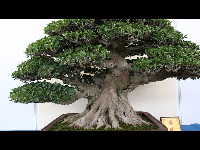 Ficus Bonsai inspiration