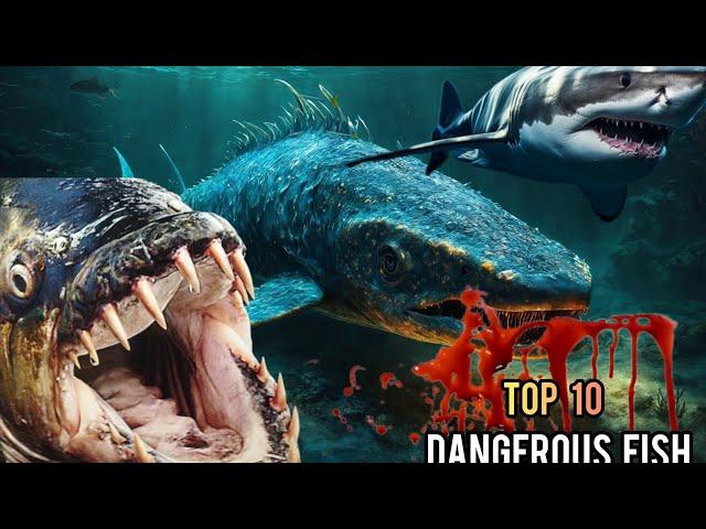 The 10 most dangerous fish in the world