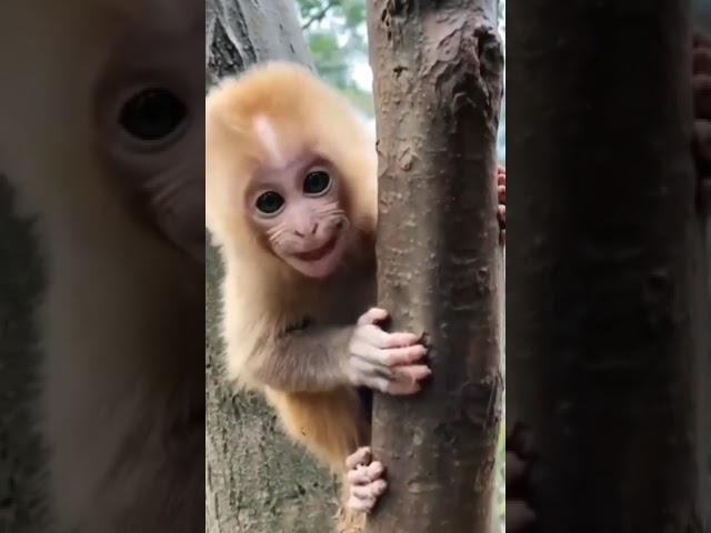 Cute Monkey Shouting || {WILD LIFE}