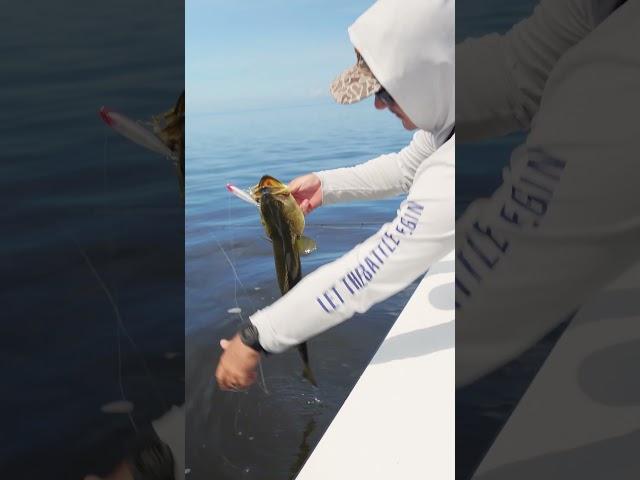 Big Trout on the Saltwater J-Walker!