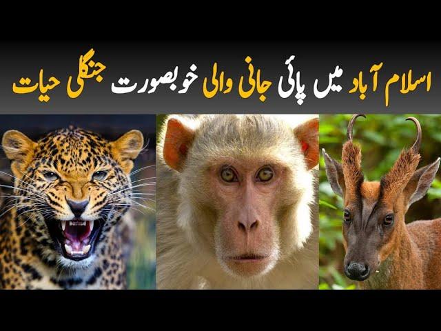 Amazing Wildlife of Islamabad and Margalla Hills | Wildlife of Pakistan Documentary in Urdu/Hindi