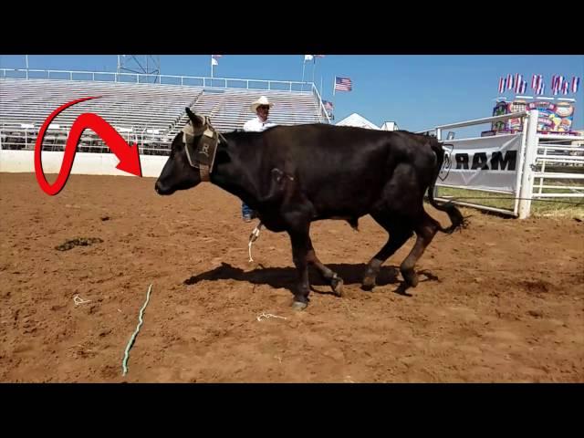 How the Barrier works in Rodeo timed events Rodeo Sports Promotions EP 34