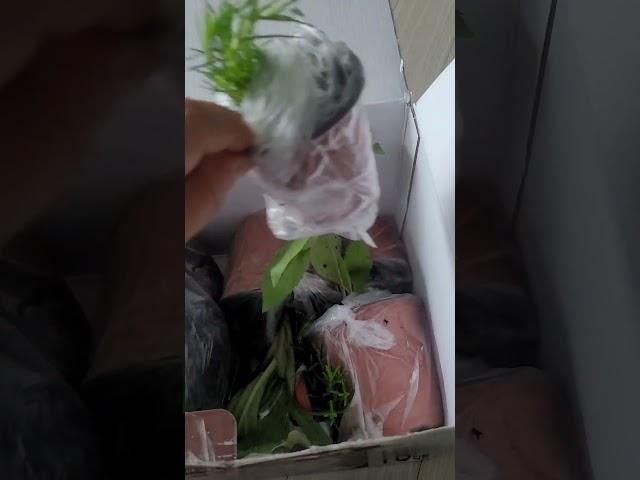 백리향.정원화초들 나눔 받았어요 ~^^(휴팩토리님 감사드립니다)