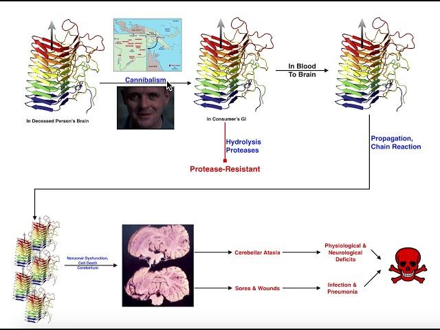 Prions | Mechanism of Kuru & Relation to Creutzfeldt-Jakob Disease