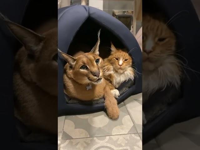 Caracal Cat and Cat