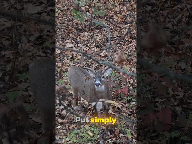 The BEST Time To DEER Hunt!