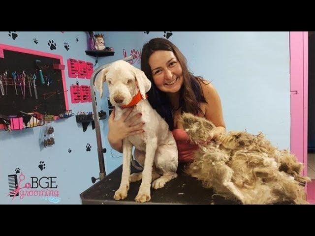 Dog Groomer Opens ShopTo Give Stray Dog Haircut, Finds Real Beauty Beneath Matted Fur