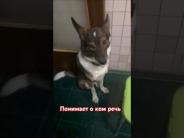 #собака #другчеловека #рекс #пёс #ушастик
