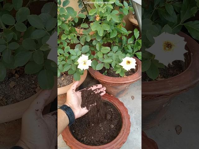 Phool ke paudhe mein kaun si khad dalen || Best fertilizer for flowering plants