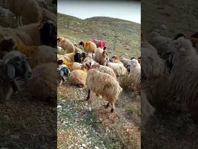 اشتركو بقناتي مربي الاغنام غنم جبل