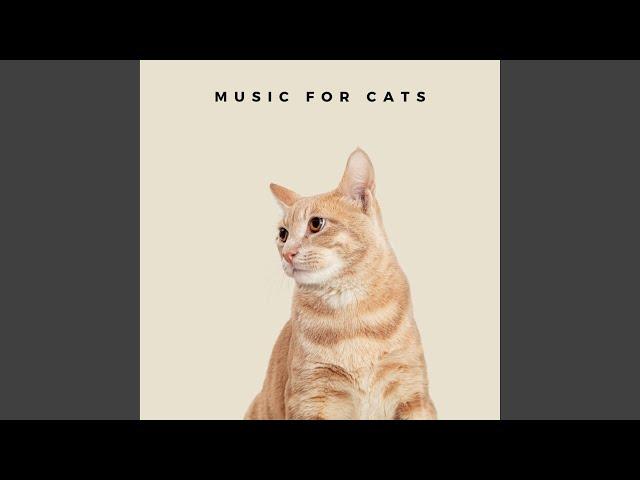 Relaxing Piano Music For Cats