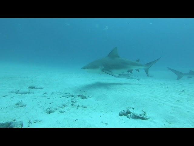 Yucatek - Tauchen mit Bullsharks