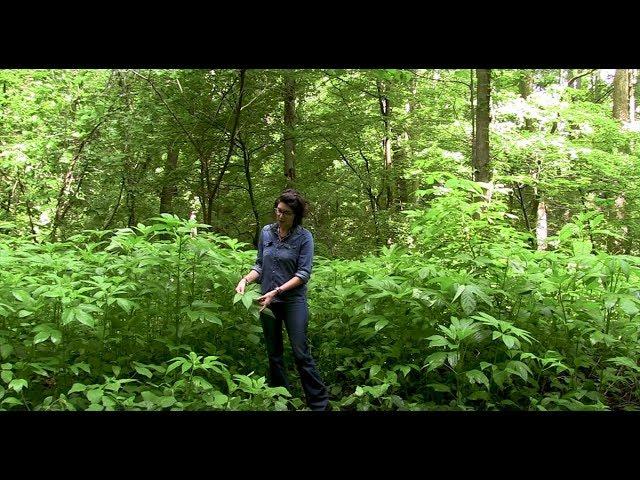 Giant Ragweed (Ambrosia trifida) | Lorna Mauney-Brodek