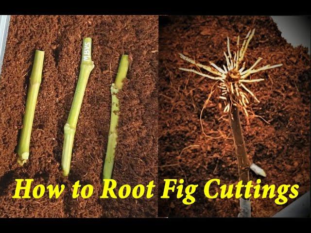 How I Root My Fig Cuttings - Start to Finish