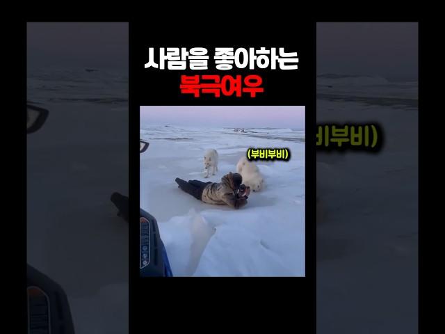 사람을 좋아한다는 북극여우