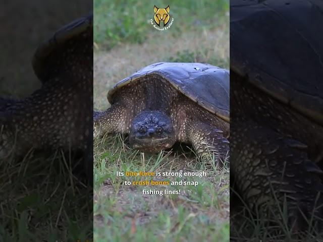 The Snapping Turtle Has a Powerful Jaw | The Animal Explorer #shorts