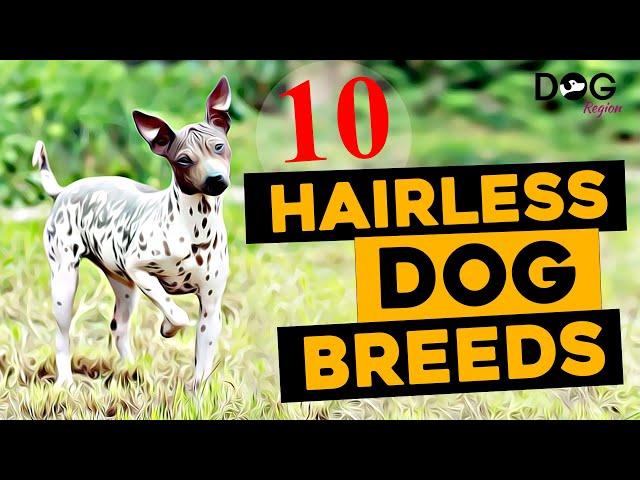 10 Rare Hairless Dog Breeds