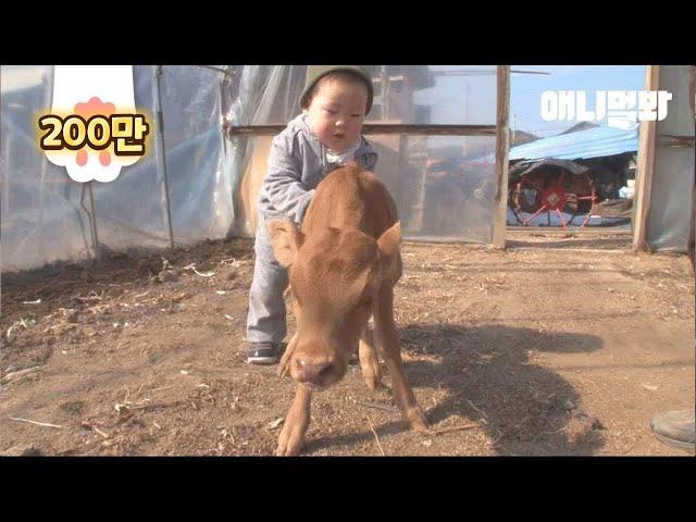 The Story Of A Calf Who Came Out Too Early To The World