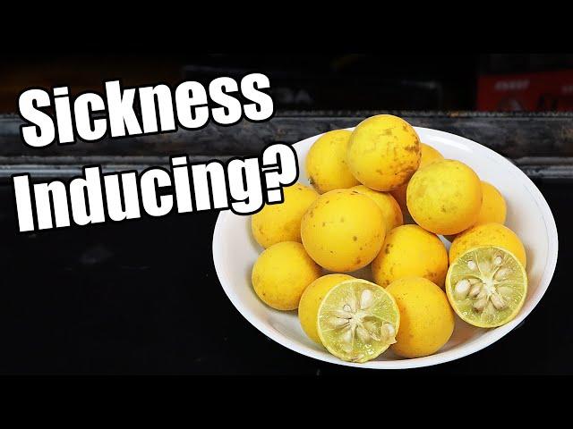 TRIFOLIATE ORANGE : A Delicious Citrus That May Cause Sickness - Weird Fruit Explorer