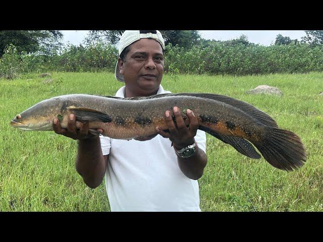 BIG SIZE SNAKE HEAD FISH HUNTING IN MANJERA DAM @MUZAFAR HUNTER