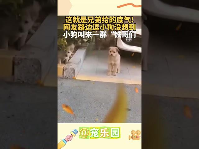 这就是兄弟给的底气！网友路边逗小狗没想到 小狗叫来一群“铁哥们” #宠乐园 #轻松一刻 #动物