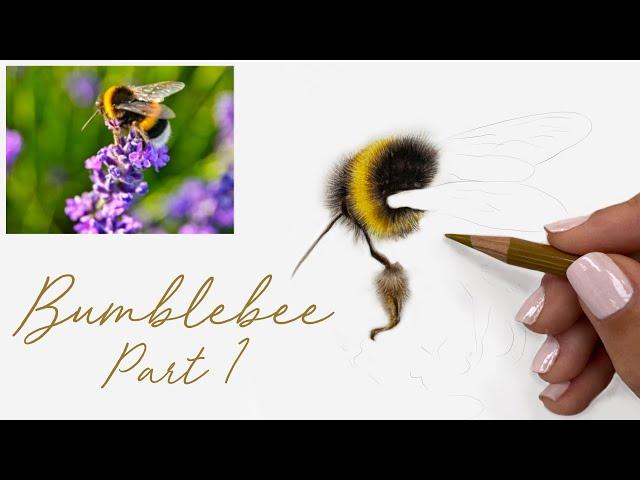 How to Draw a Realistic Bumblebee in Coloured Pencils - Part 1