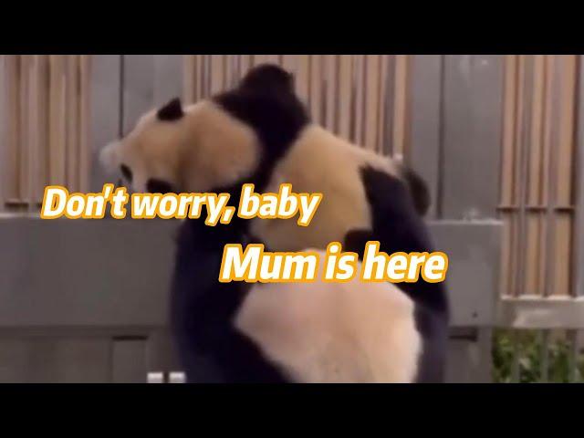 As the baby panda Fubao becomes stuck, mother panda Aibao performs "Taken"