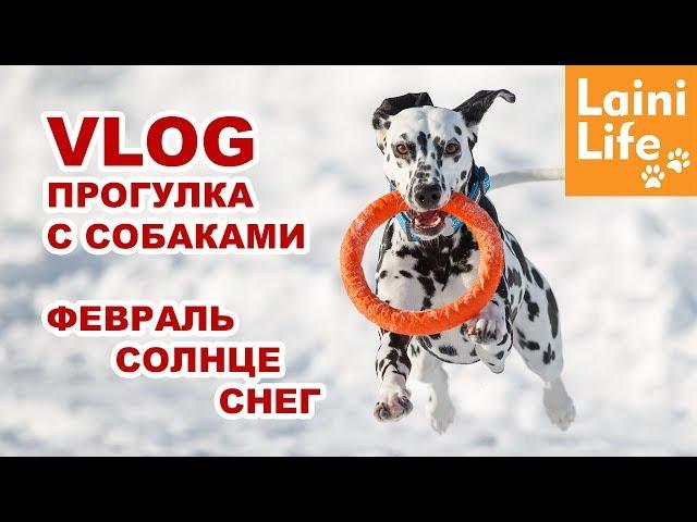 VLOG Зимняя прогулка с собаками - SNOW SUN RUN FUN & Dalmatian